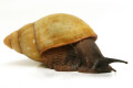 Archachatina marginata candefacta Cameroon adult